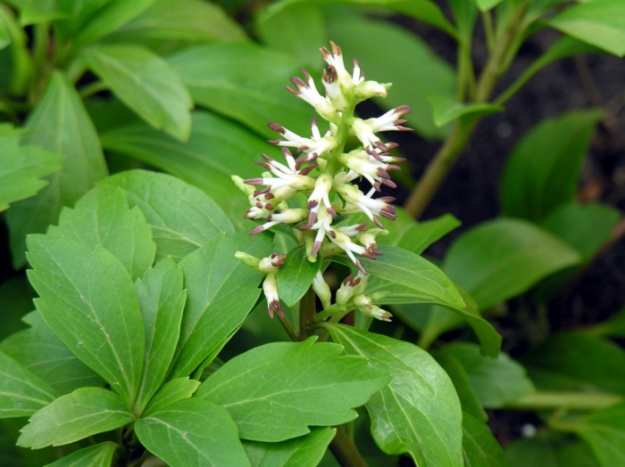 fed mand pachysandra blade skygge planter hvide