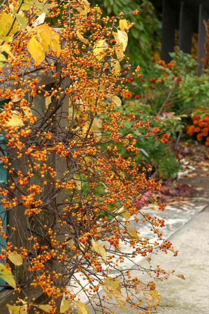 busk skygge plante gule orange frugter blade