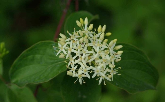 rød kornel cornus sanguine blomstre hvid buskeskygge