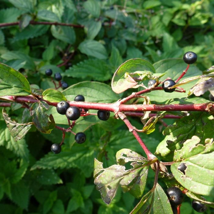 cornus sanguine skygge plante sort bær dogwood