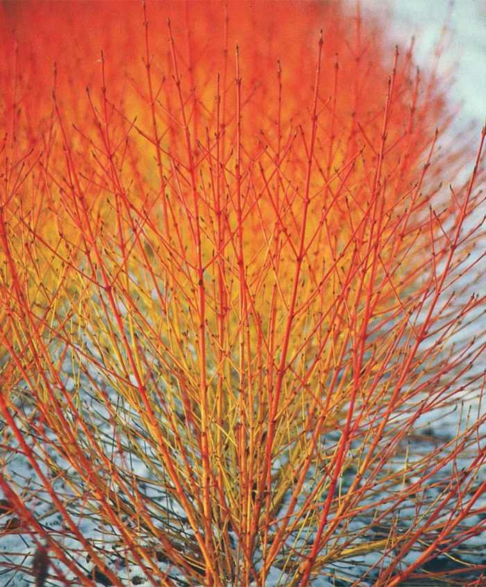 efterår cornus sanguinea kornelbusk rød gul skygge