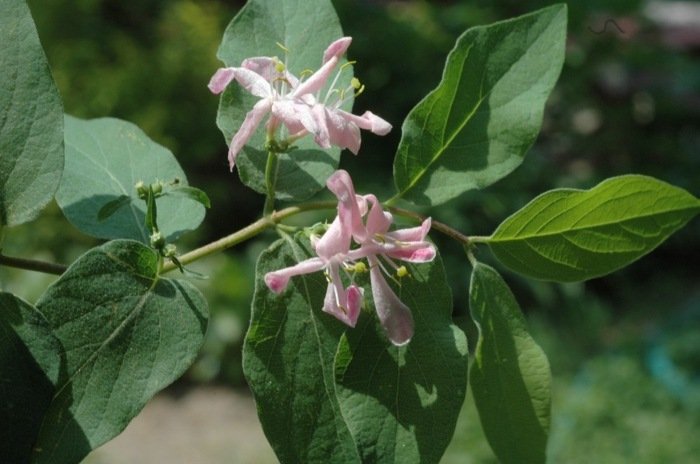 tatar hæk kirsebær busk have lonicera tatarica plante