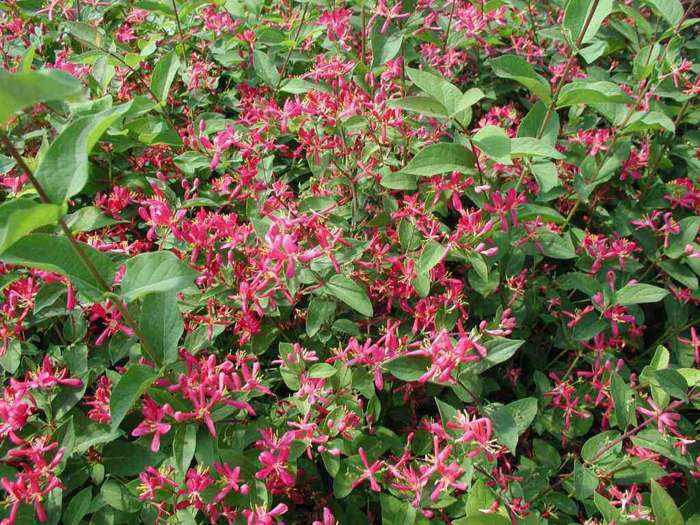 hæk kirsebærblomster pink lonicerа tatarica skygge plante