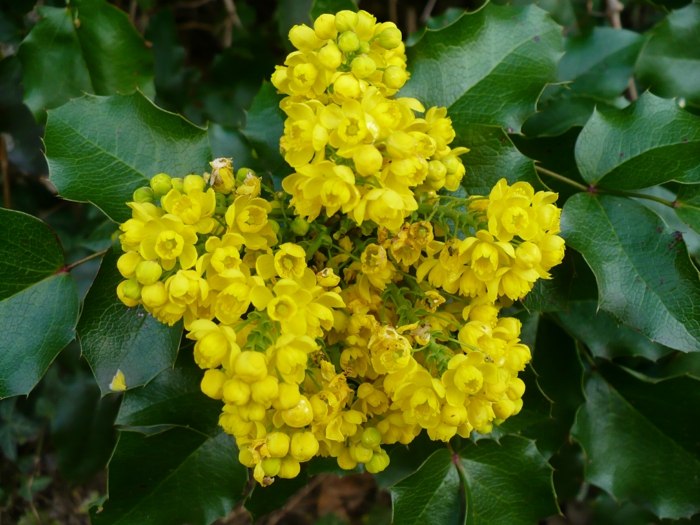 blomstre gule mahonia blade mørkegrøn spidse haveskygge