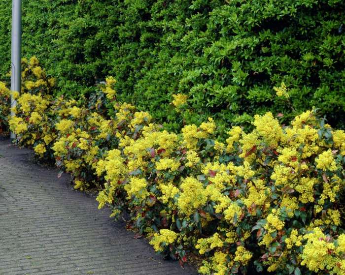 mahonia hæk gule blomster bush planter skygge
