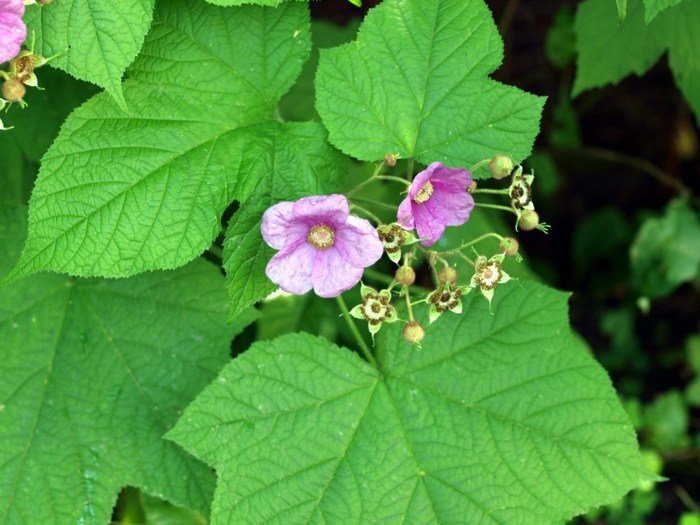 arter rubus odoratus kanel hindbær busk