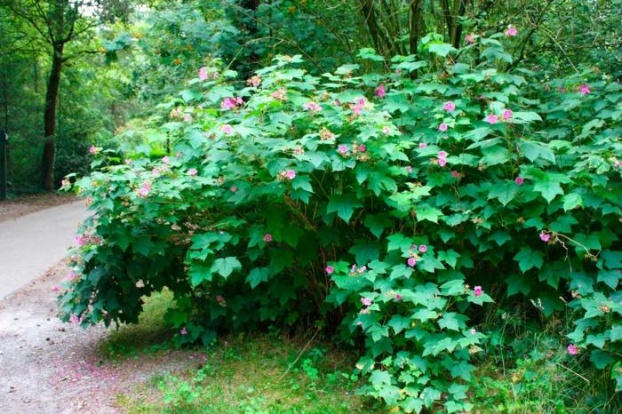 kanel hindbær rubus odoratus havebuskeblomster