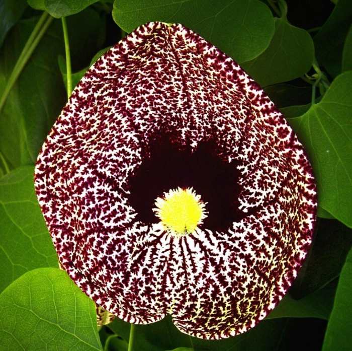 Aristolochia creeper liana blossom skygge efterlader hjerteform