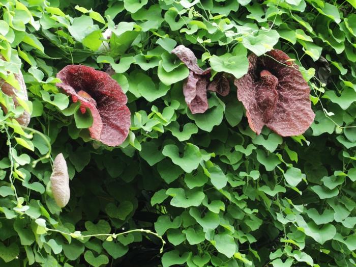 have med skygge planter aristolochia lilla blomstre klatrer plante væg