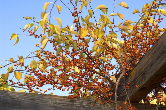 Celastrus busk rundbladet træskryge gule orange frugter bær