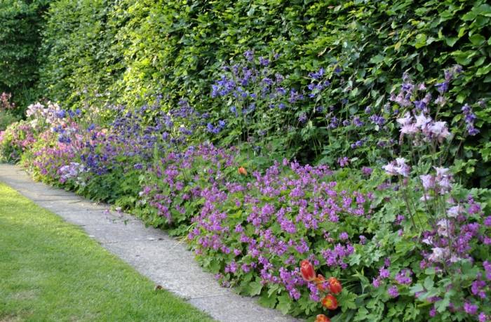 geranium haveform blomster hæk farverige