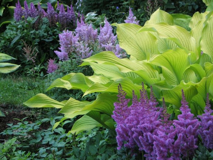 have med skygge planter astilbe hosta design