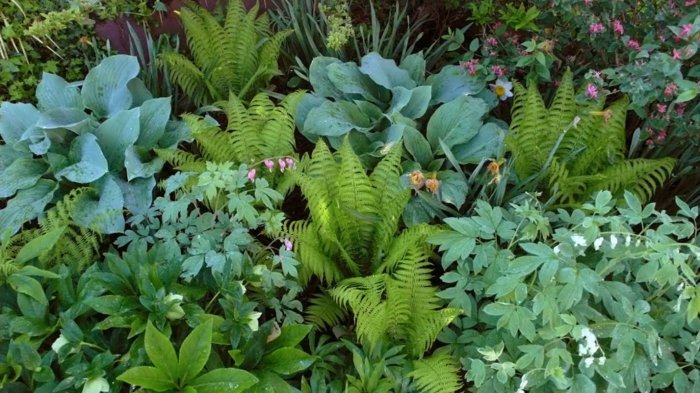 hosta plante skygge bed funkie bregner grøn