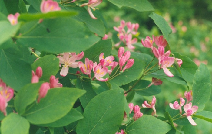 blomst pink totorinis havedesign blade grøn