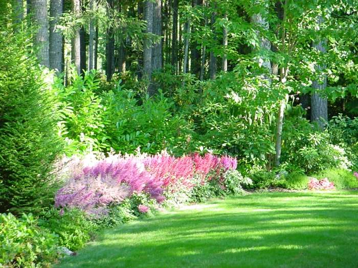 grøn have pink pragt astilbe drømmeagtig