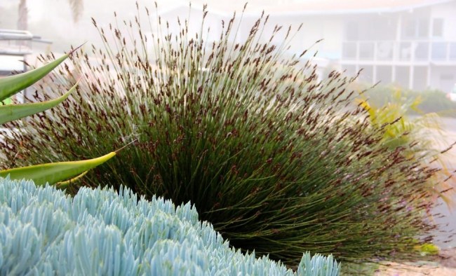 Mediterranne planter stauder prydgræs chondropetalum