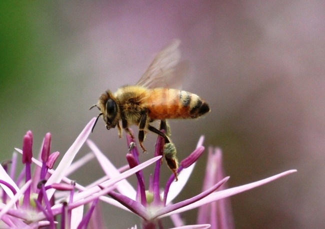 Purre havearbejde tips plantning af honningbier tiltrækker idé