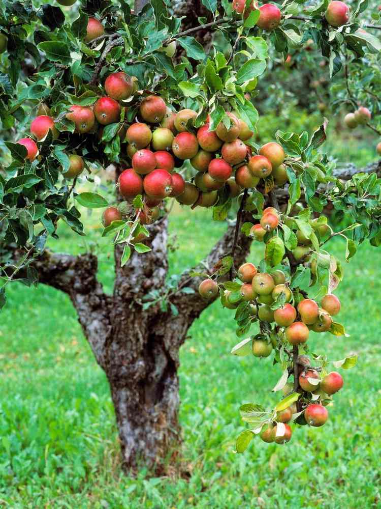 havearbejde-om-efteråret-høst-æbler-træ