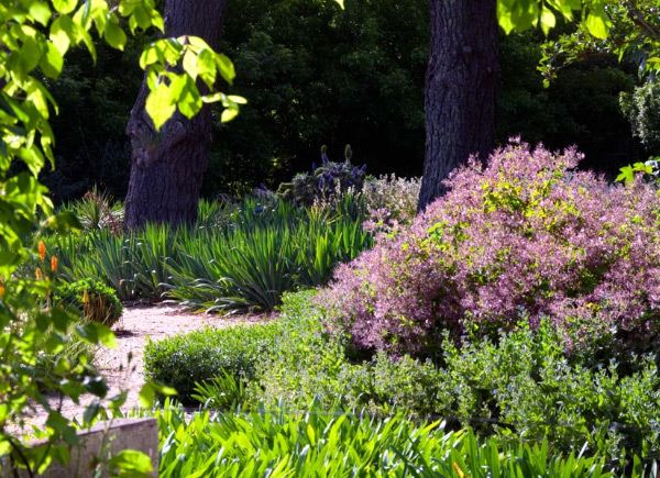 Ideer til design af blomster i haven-tips til pleje af tørre områder