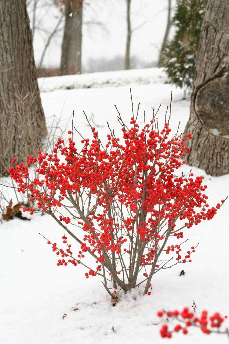 havedesign-bær-busk-idé-vinter-farver-rød-sne