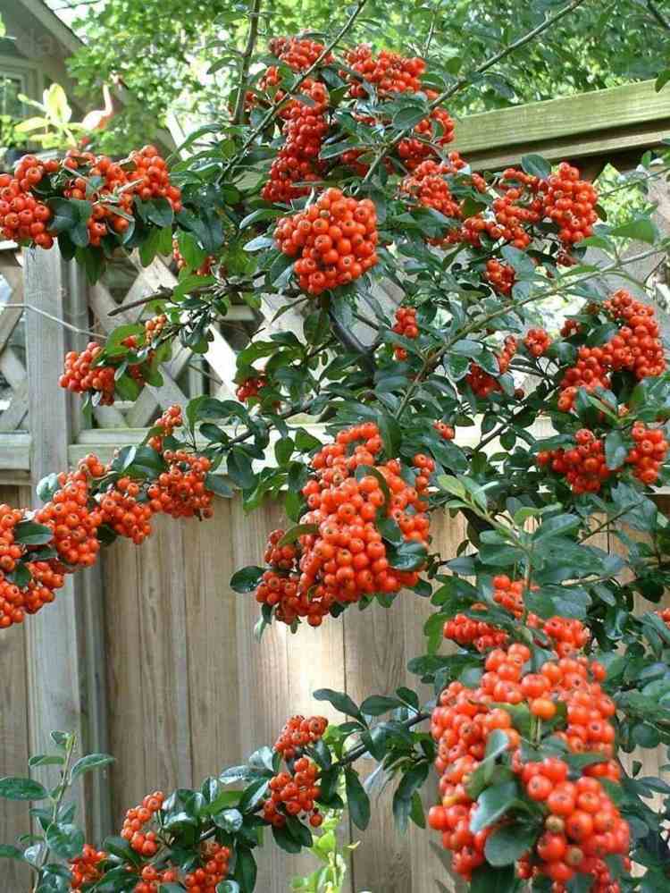 havedesign-bær-orange-firethorn-udendørs-inspiration