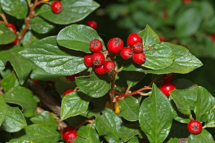 havedesign-bær-cotoneaster-blade-busk-plantetræer