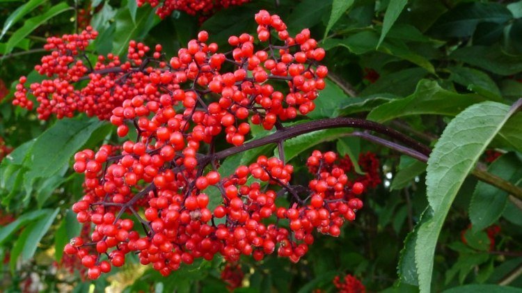 havedesign-bær-ældre-rød-efterår-høst-frugt