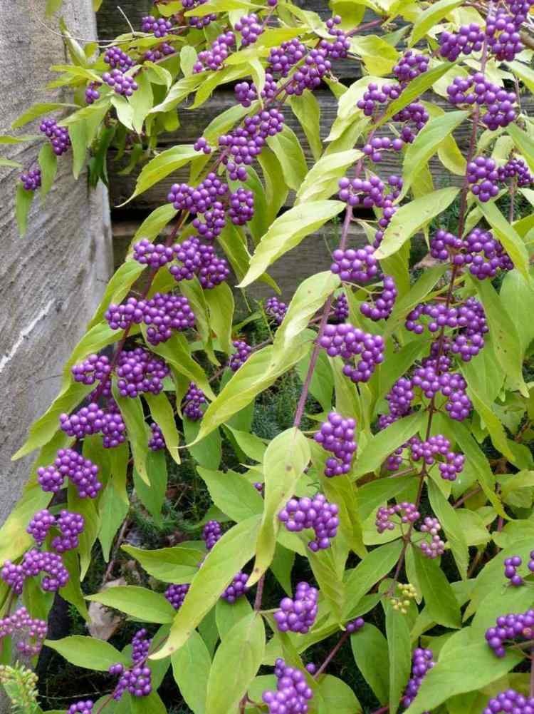 havedesign-bær-lilla-callicarpa-grene-planter-idé