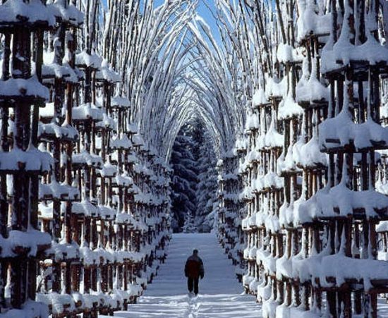 Korridor træer havedesign
