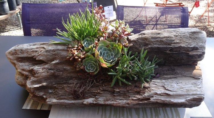 Havekunst lavet af drivved - urtepotter - saftige blomster - dekorative sten