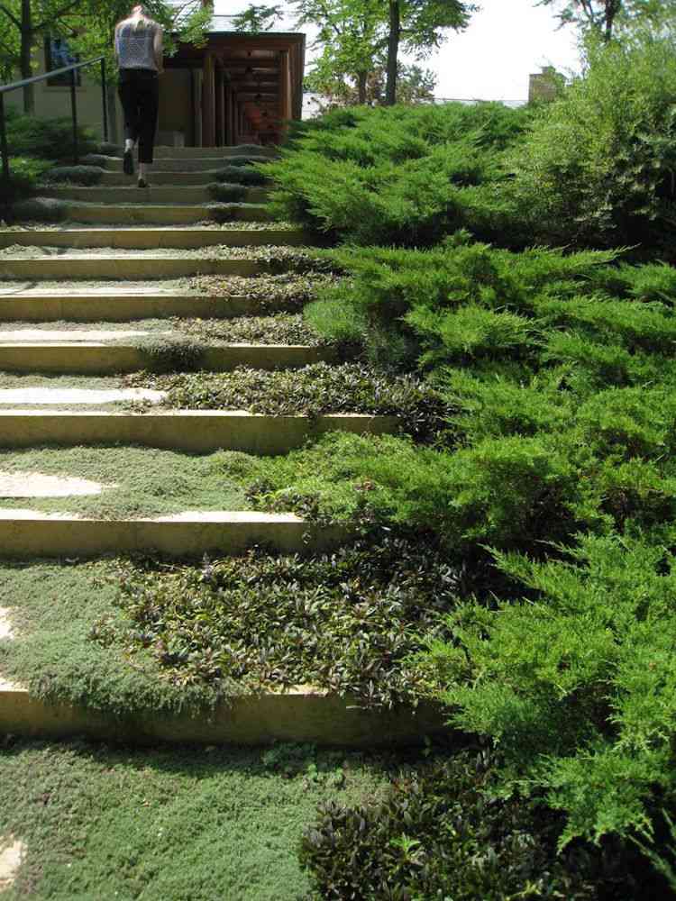 Byg-din-egen-have-trapper-grønt-bunddækket-mos-selvfølgelig