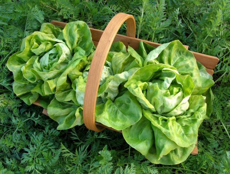 salat grønne blade planter have grøntsags patch kurv