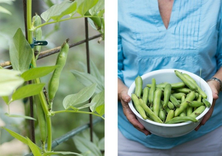 bønner hobby gartner pleje tips grøntsager planter skål tips