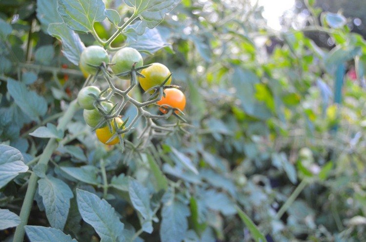 tomater grøntsager planter haven tips pleje sunde begyndere