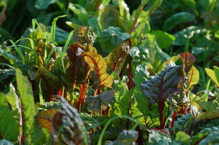 chard salat røde grønne blade grøntsager pleje tips planter