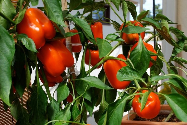 paprika grøntsager planter rød blomsterkrukke blade haven idé