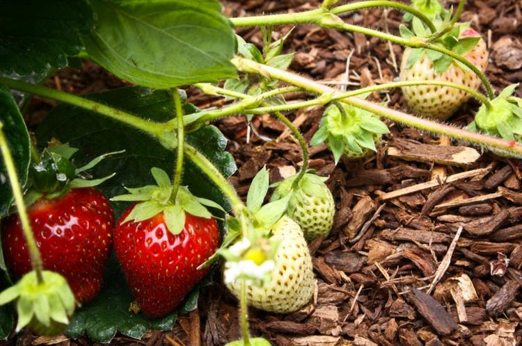 jordbær planter frugter rød have tips pleje