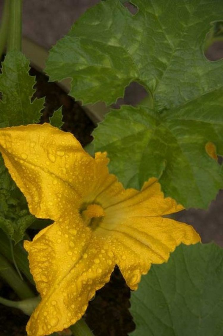 zucchini blomstre gul grøntsag plante plante græskar seng