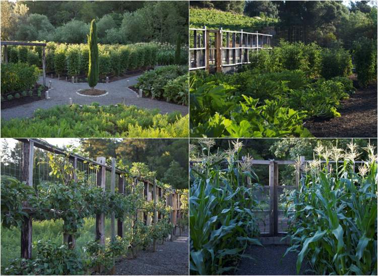 Grøntsagshave Oprettelse af engelsk-have-inspireret-espalier-frugt-majs