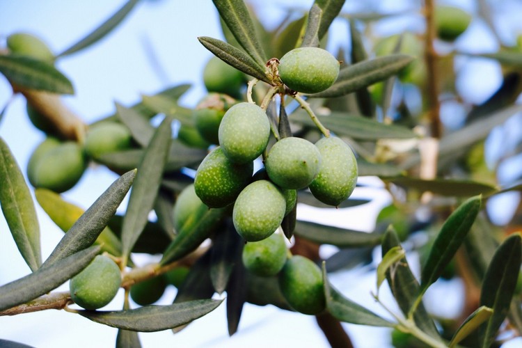 Olivenbladekstrakt er sundt og indeholder vigtige vitale stoffer