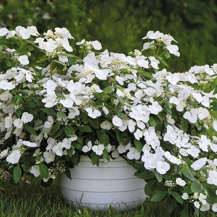 Garland hortensia 'runaway bride®'