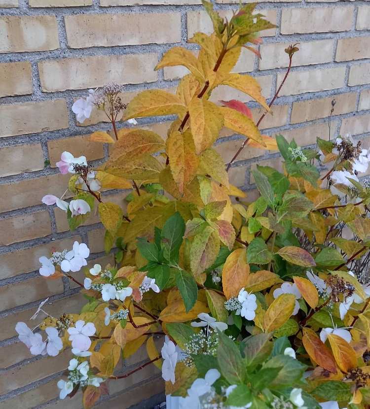 Guirlander af hortensia falmede i efterårets gule blade