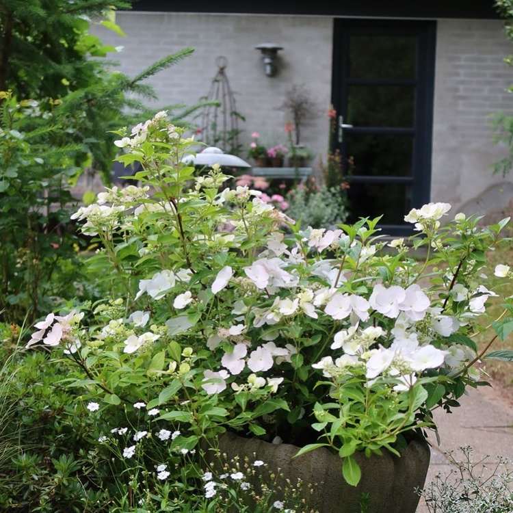 kranshortensia bi-venlig i sommerhushaven