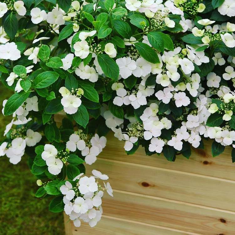 guirlander hortensia løbende brudpleje