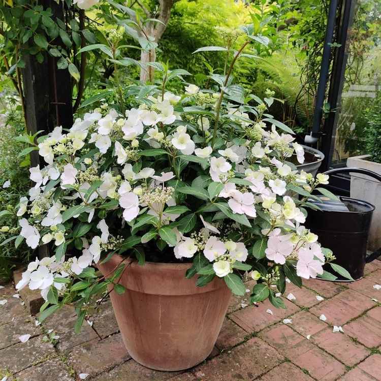 Guirlander af hortensia i et kar med hvide lyserøde blomster