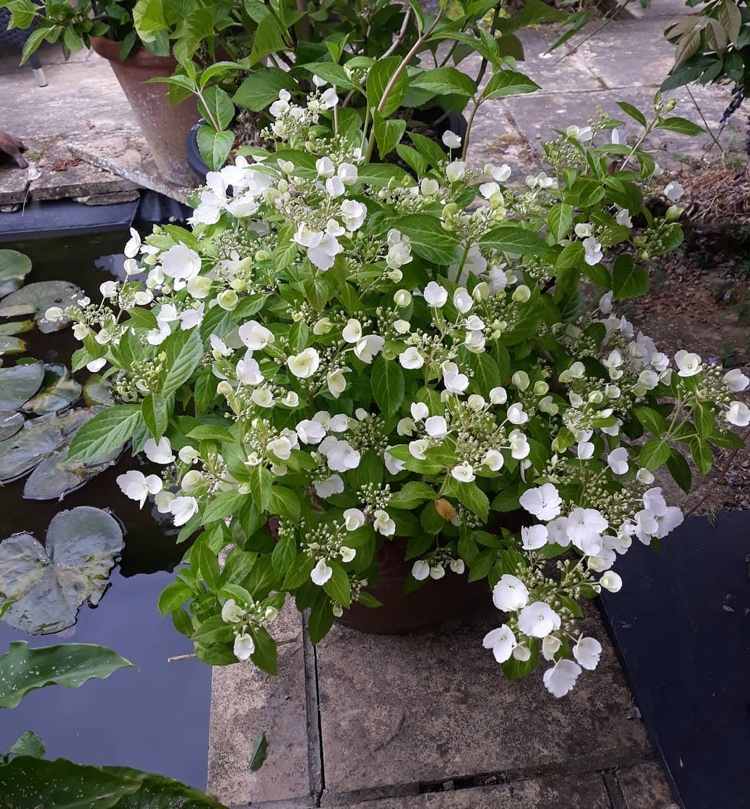 Hortensia Runaway Bride med hvide blomster og grønt løv