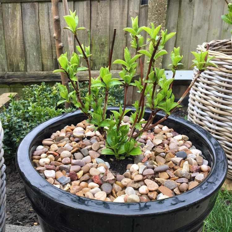 Skær guirlander af hortensia