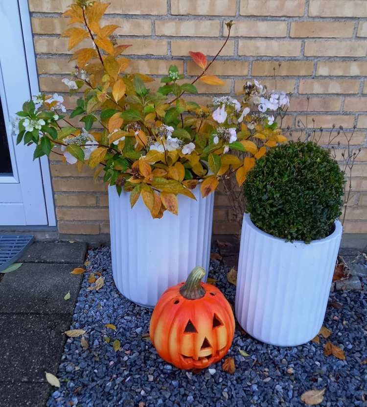 Guirlander af hortensia i efteråret med orange-rødt løv