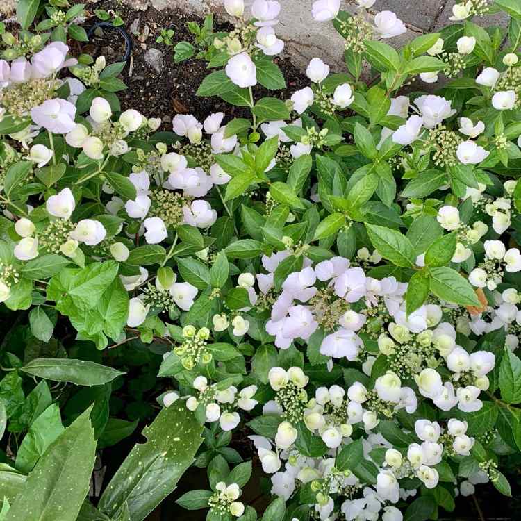 Guirlander af hortensia i en hårdfør seng