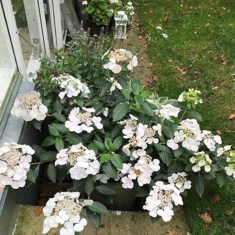 Guirlander hortensia placering i halvskygge